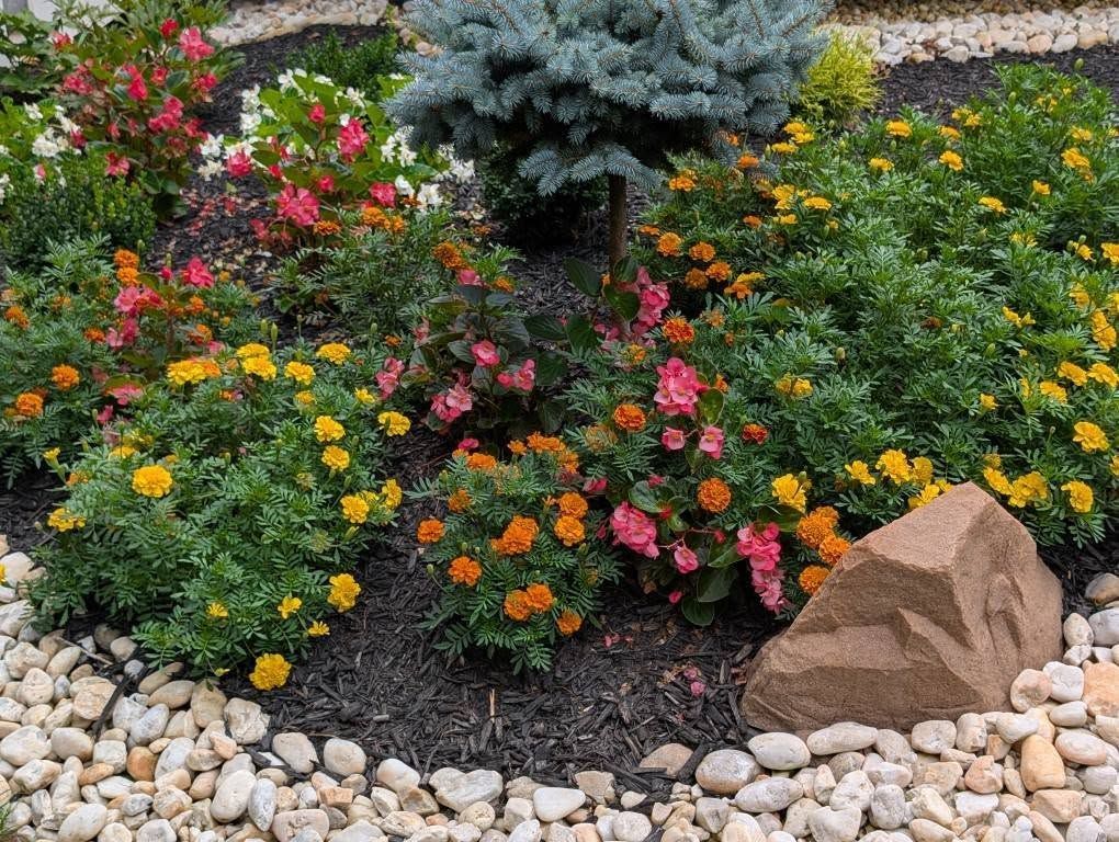 A garden bed with a central blue spruce, surrounded by orange marigolds, pink begonias, and a decorative brown rock.