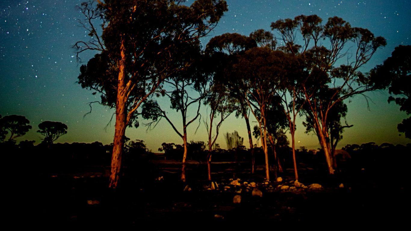 Trees silhouetted against a starry night sky, with a gradient of colors on the horizon.