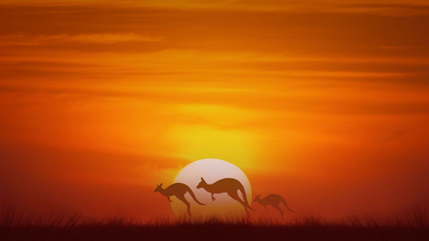 Silhouetted kangaroos hopping across a horizon as a brilliant orange sunset fills the sky.