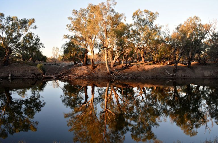 Trees reflected in calm water, lit by golden sunlight.