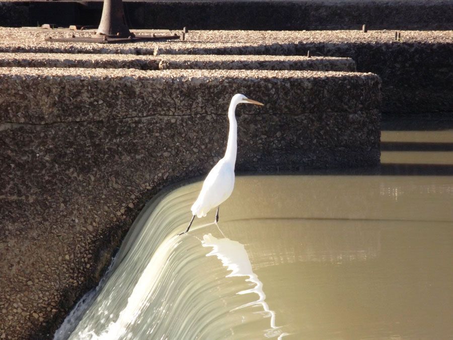 White egret standing on concrete ledge over flowing water.
