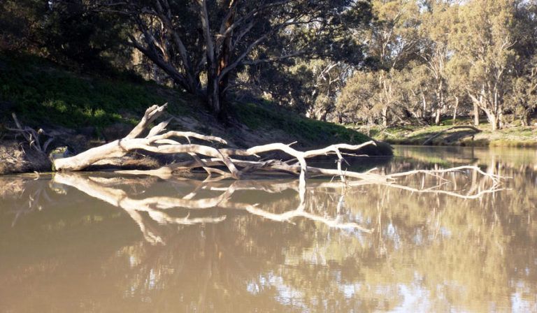 Fallen tree branch reflected in calm, brown water of a river. Trees line the banks, dappled sunlight.