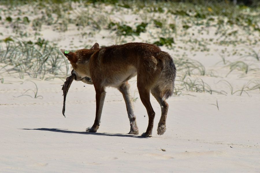 Dingo carrying a large object in its mouth on a sandy beach.