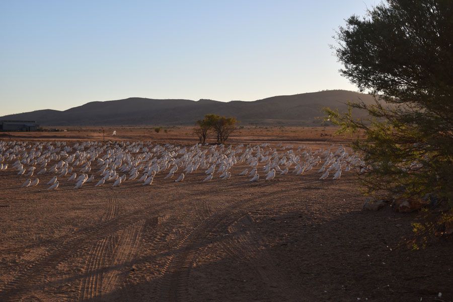 Field of white covered objects with a mountain range in the distance at sunset.