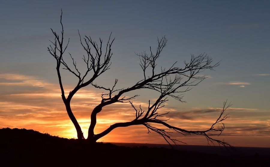 Silhouette of bare tree against a colorful sunset sky.