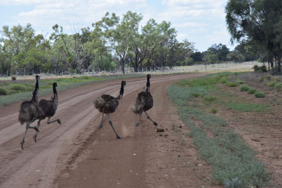 Three emus running on a dirt road in a rural setting, trees in the background.
