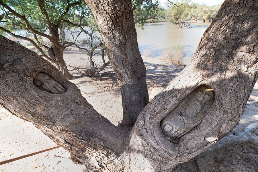 Tree trunk with three branches, two with healed branch stubs. River in background.