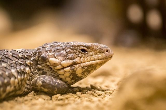 Close-up of a blue-tongued skink lizard on sand, showing scaly skin and a small eye, with soft-focus background.
