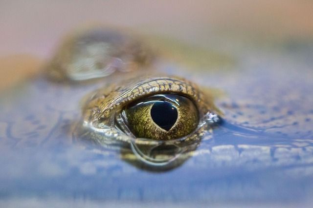 Eye of an amphibian, possibly a frog, partially submerged in water, with reflective golden iris.