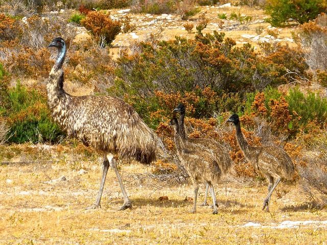 An emu stands with two chicks in a dry, grassy field with shrubs.