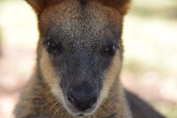 Close-up of a wallaby's face, dark nose and eyes, brown and tan fur.