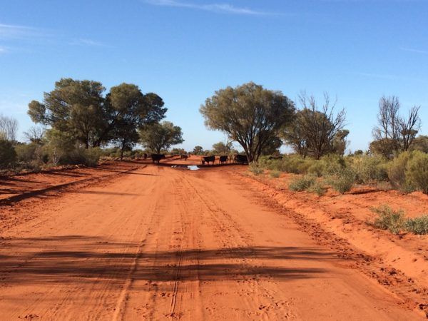 Red dirt road in Australian outback with trees and cattle in the distance under a clear blue sky.