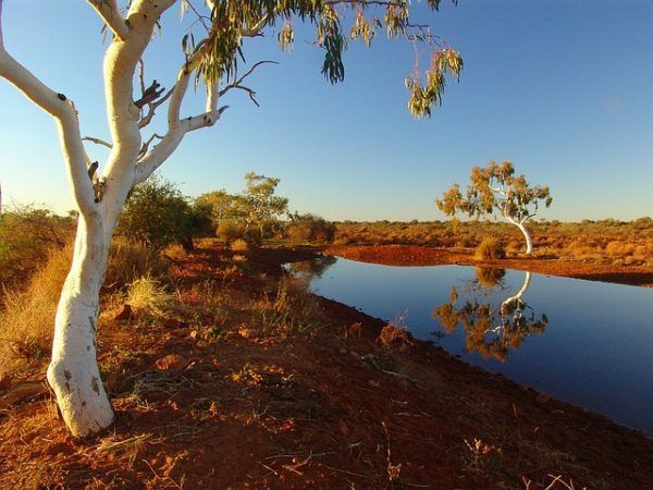 White-trunked eucalyptus trees beside a still, reflective body of water under a clear blue sky in an arid landscape.