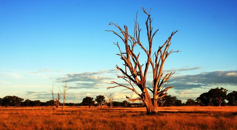 Dried tree in a field, under a blue sky, setting sun.
