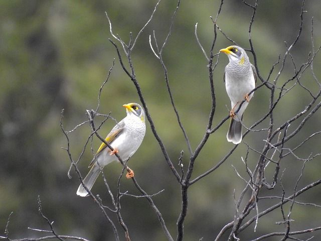 Two silver birds with yellow faces perched on bare, dark branches.