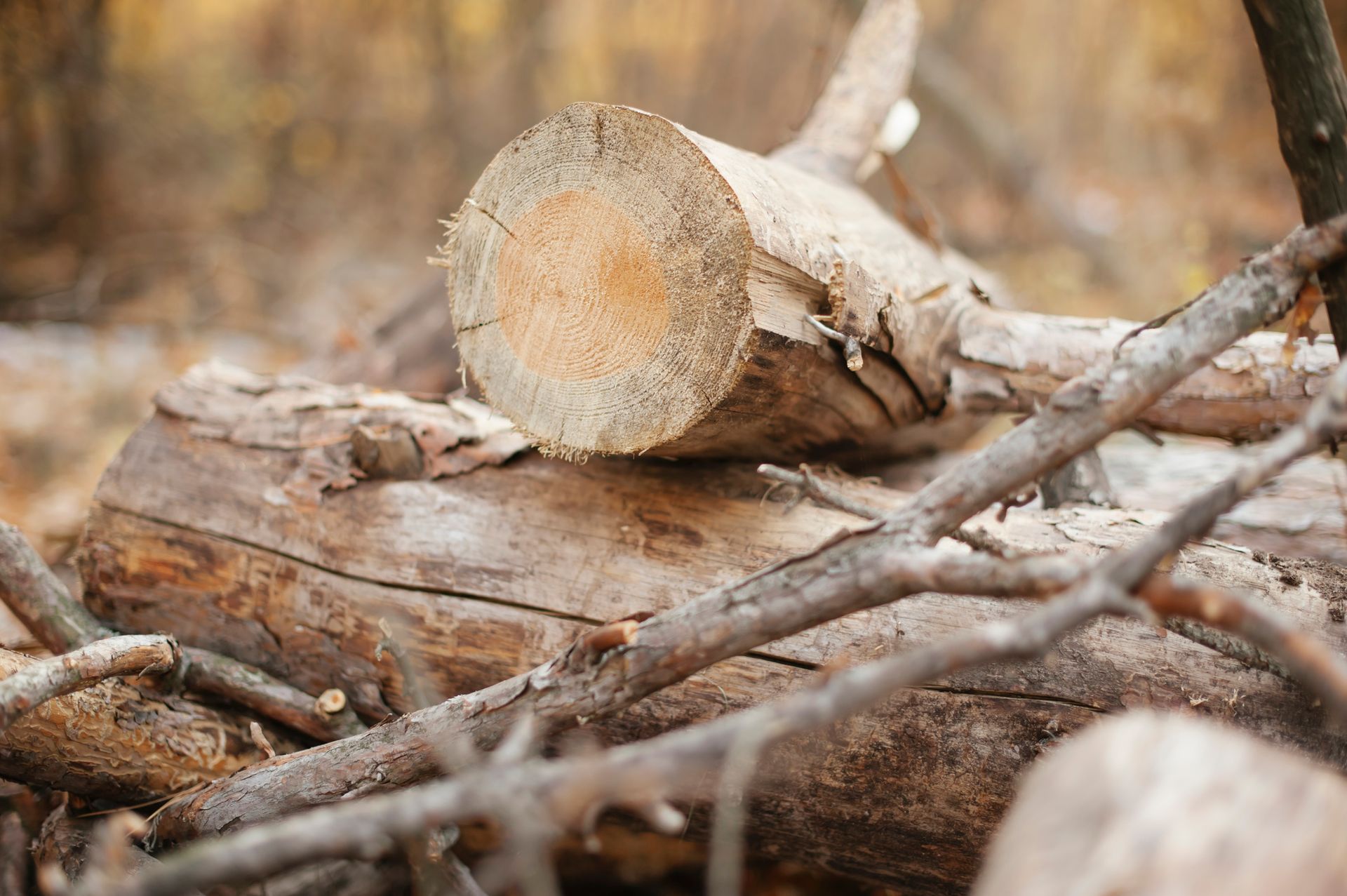 Tree Removal — La Porte, IN — Wever Tree Service