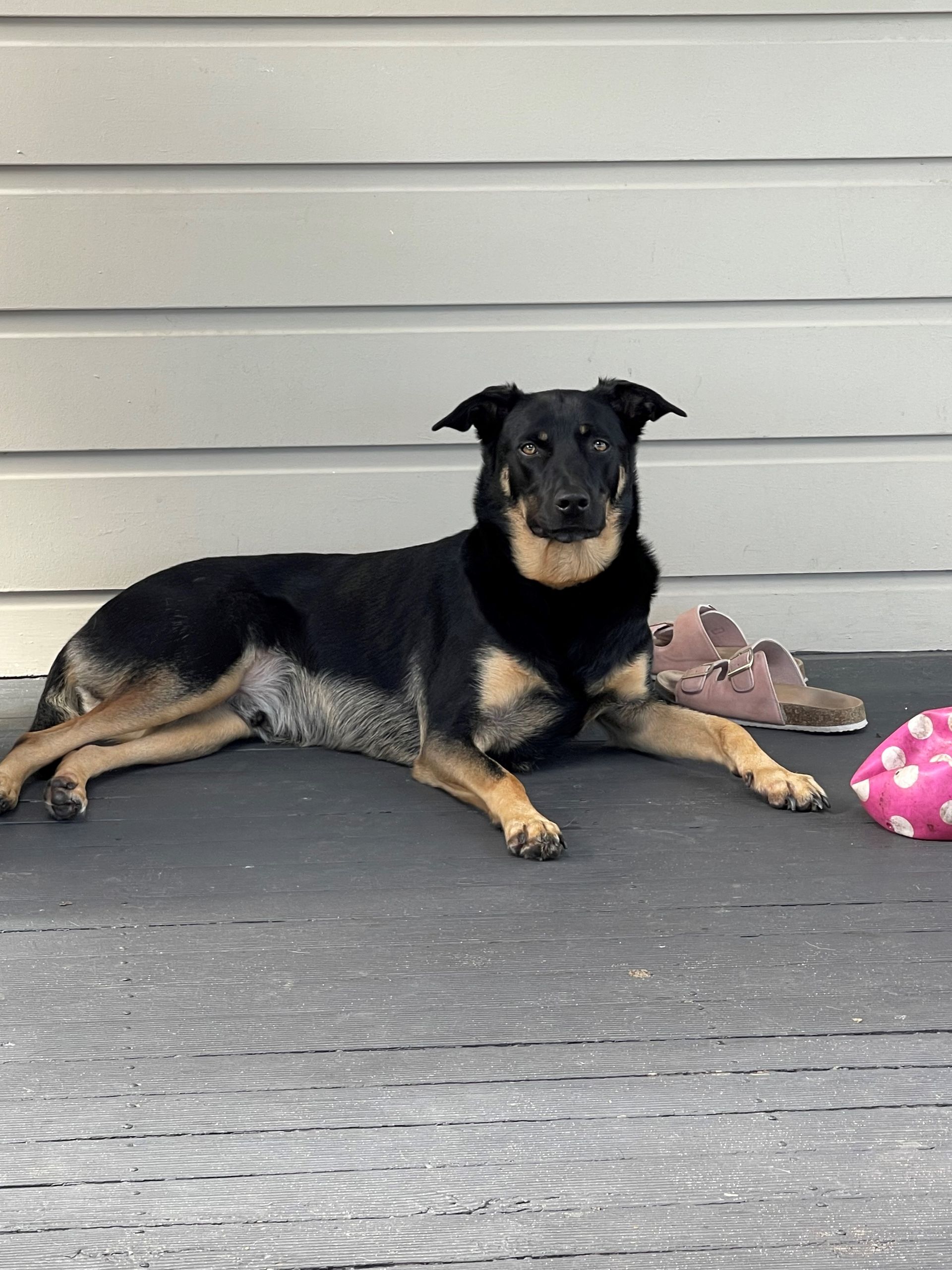 Black and tan dog lying on a deck, looking towards the camera.