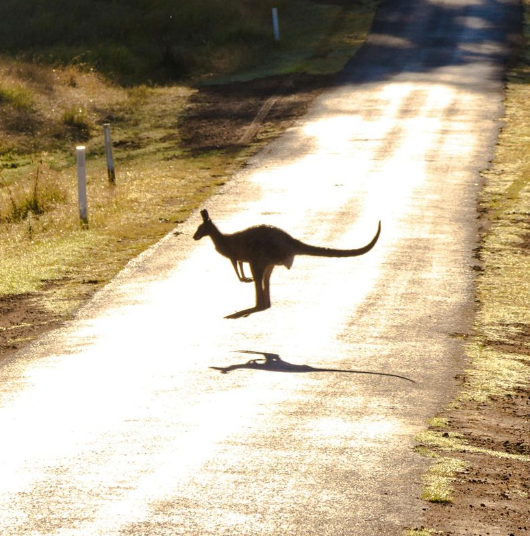 A kangaroo silhouetted on a sunlit rural road, casting a long shadow.