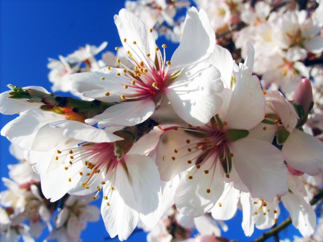 Primavera no Oeste de Portugal: Cores e Fragâncias - Vale Pisco