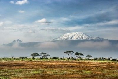 A field with trees and a mountain in the background.