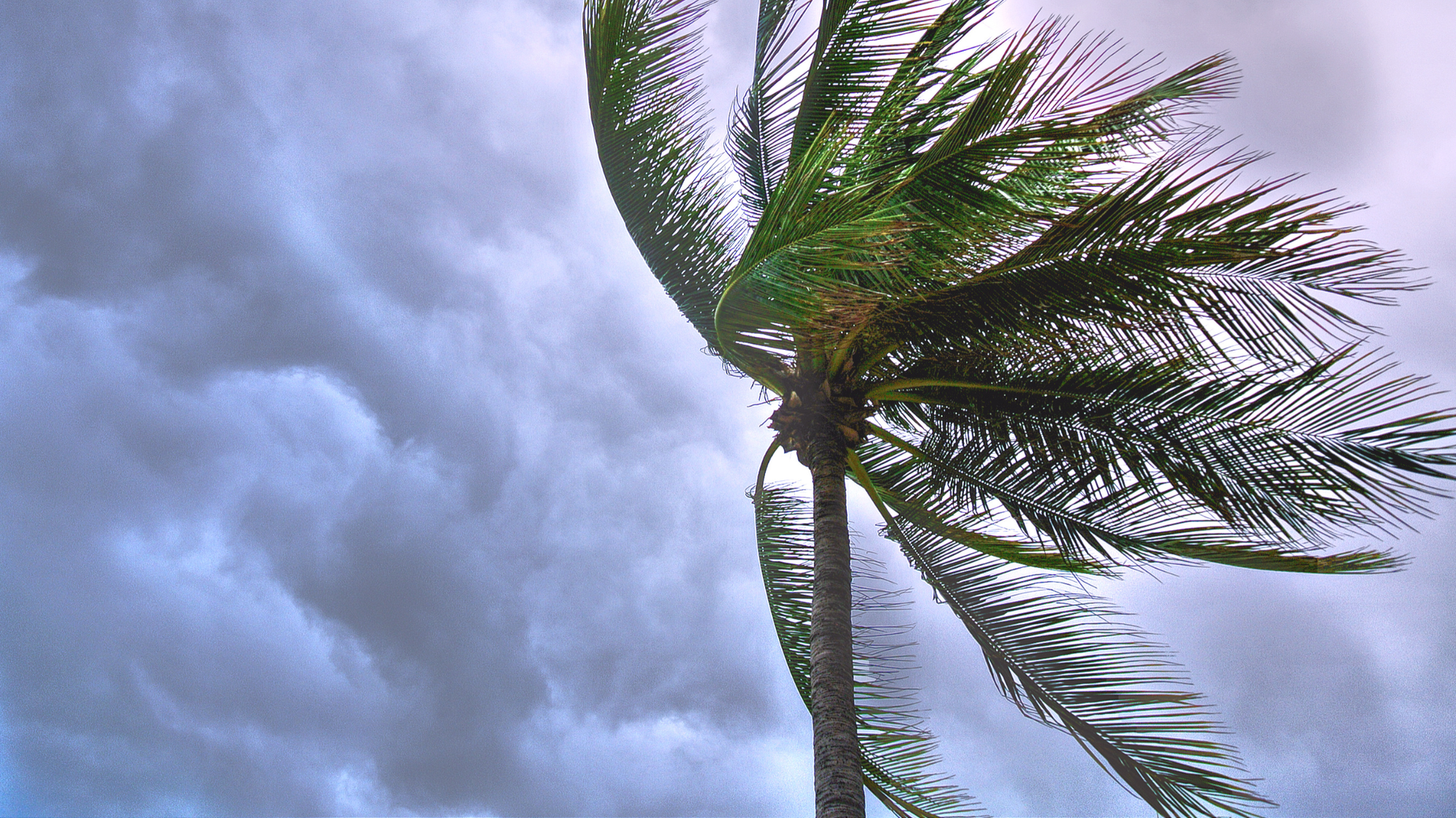 palm tree