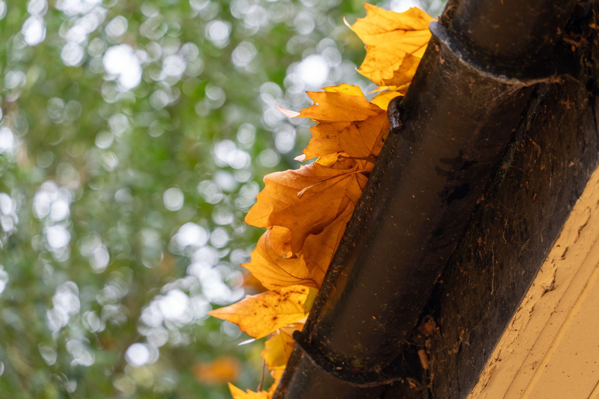 A close up of a gutter with yellow leaves on it.