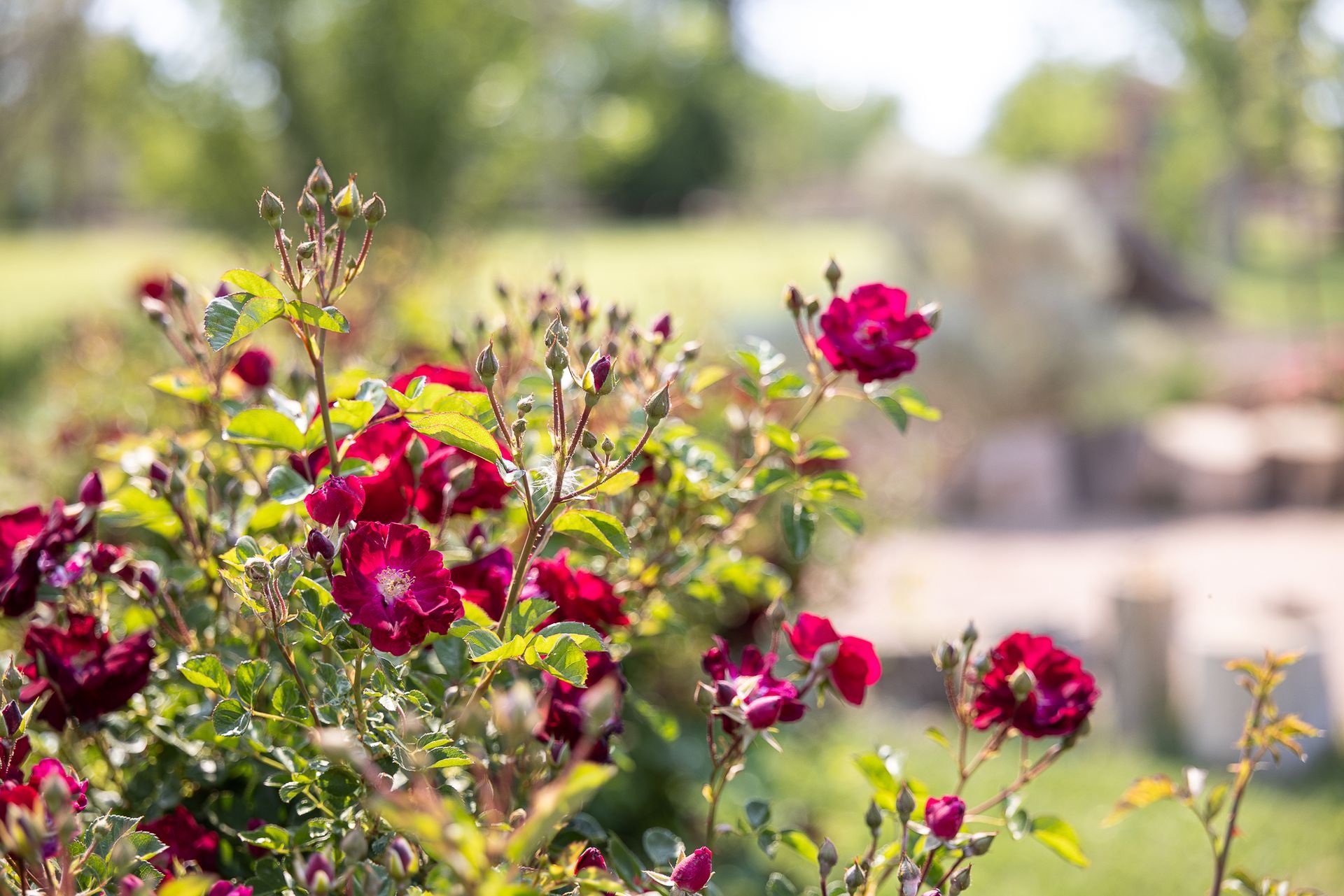 Deep red roses blooming in a garden, with blurred green foliage and sunny background.