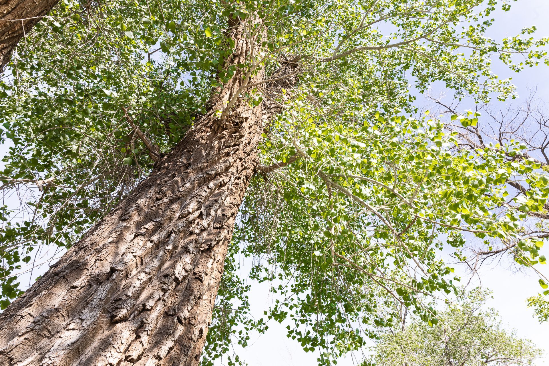 Looking up at a tall tree with rough bark and green leaves against a partly cloudy sky.