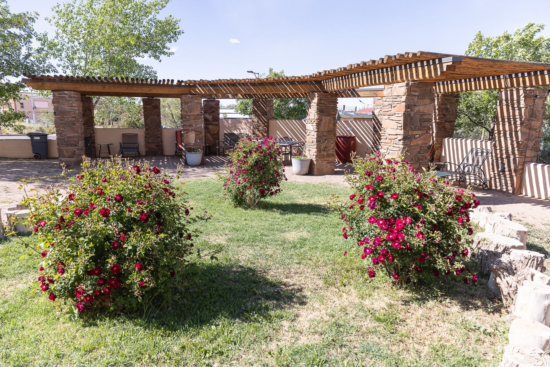 Three rose bushes with red blooms in a sunny garden, under a pergola.