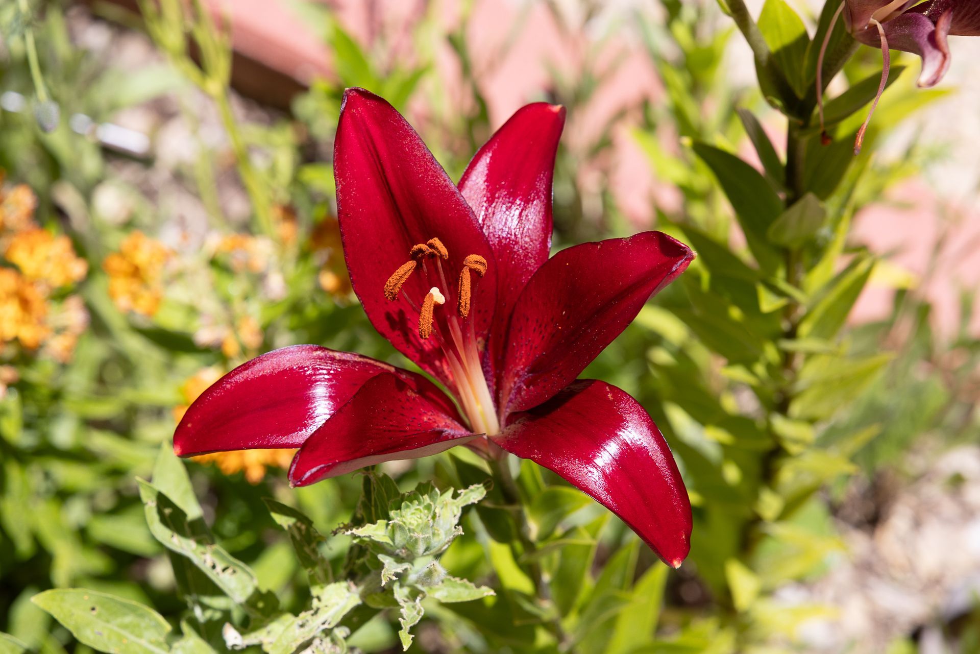 A vibrant red lily with prominent stamens, surrounded by green foliage in a garden setting.