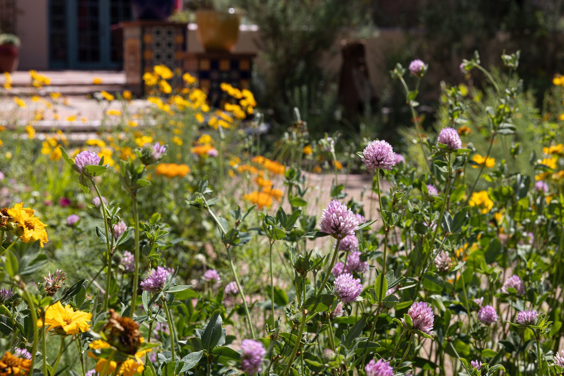 Field of yellow and pink wildflowers in a garden.
