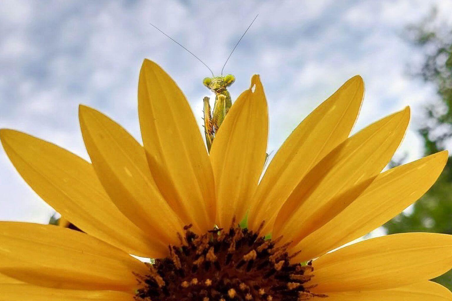 Praying mantis perched on a yellow sunflower, against a partly cloudy sky.