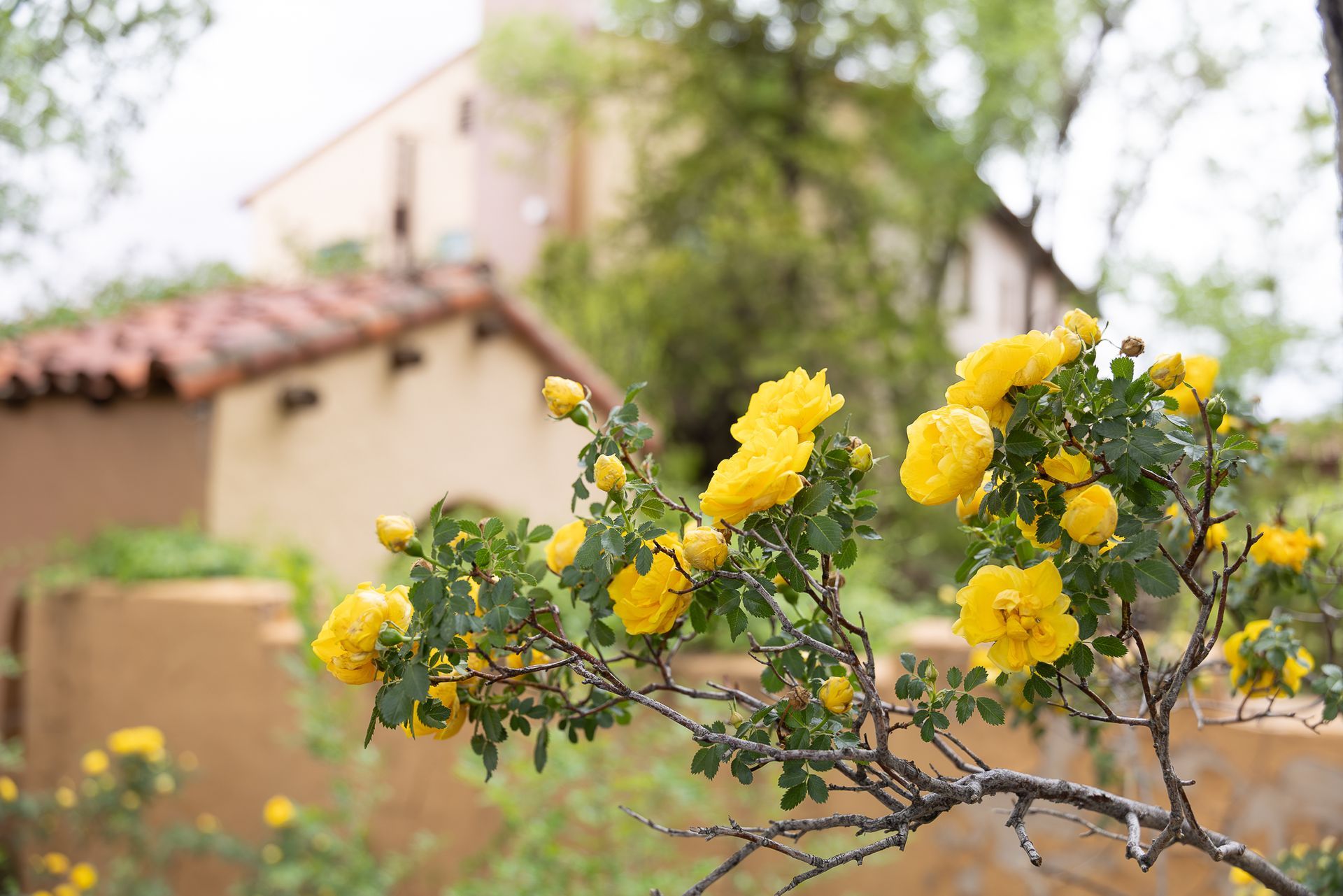 Yellow roses bloom in front of a stucco wall and building with red tile roof.