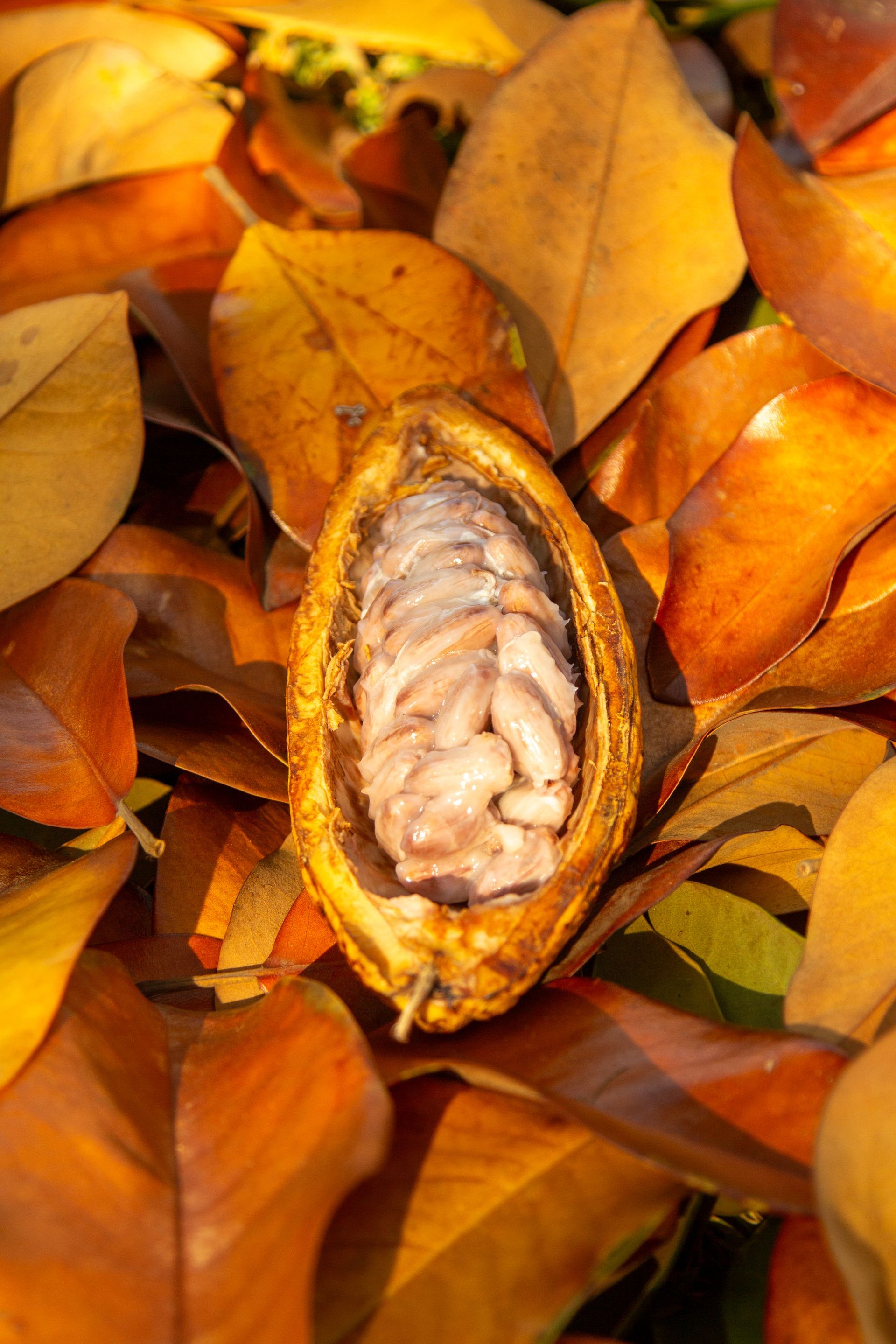 A close up of a cocoa pod surrounded by leaves