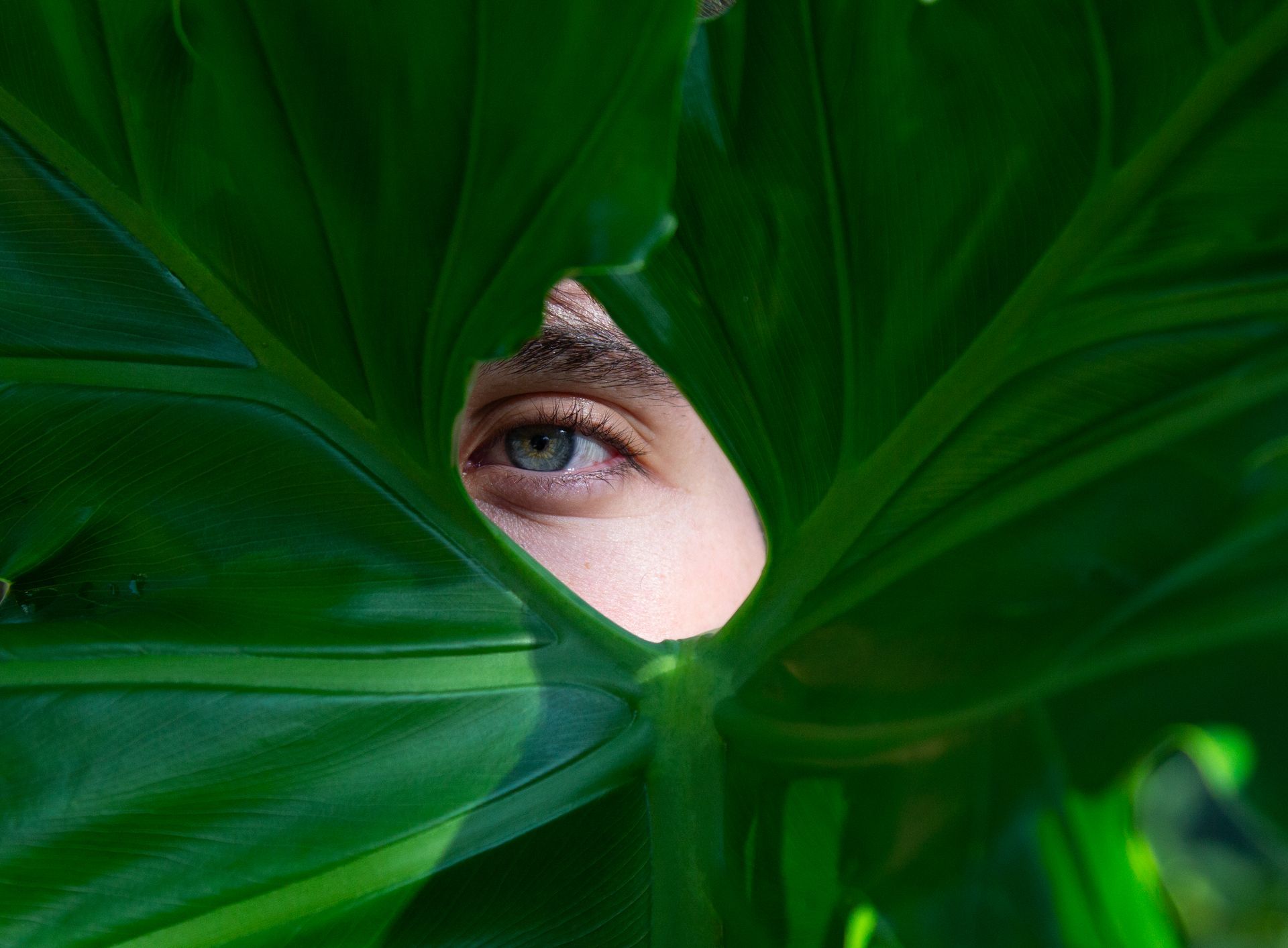 A close up of a person 's eye behind a green leaf