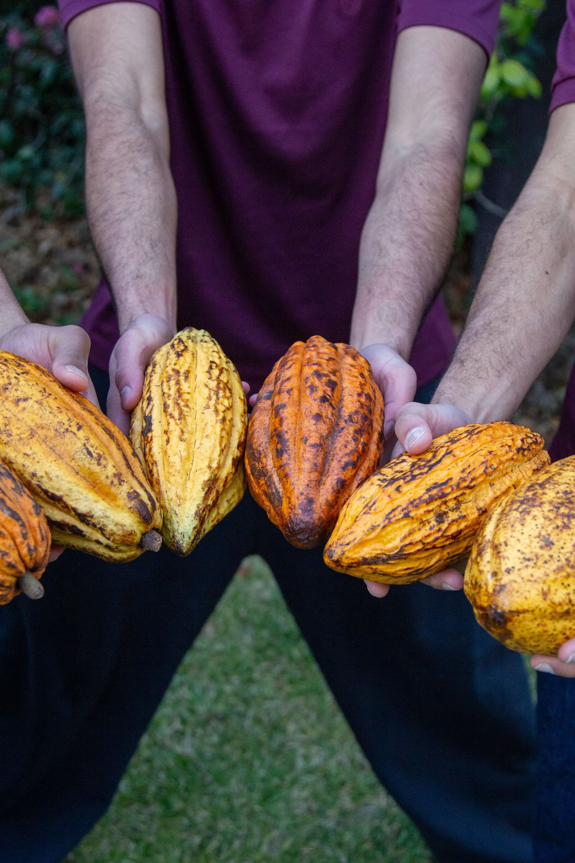 Two men are holding a bunch of cocoa pods in their hands