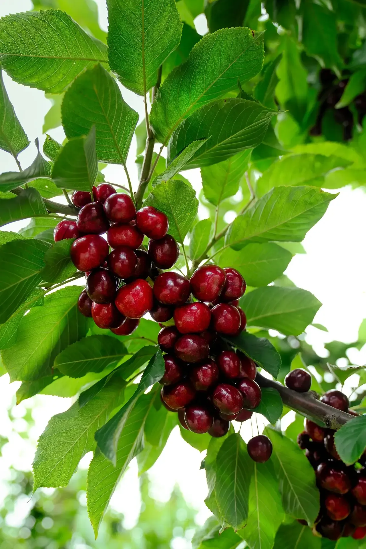 Rich cherry, plum, and spice with gentle oak, balanced sweetness, and a long, smooth finish. Obelisk Fortified Cherry Wine.