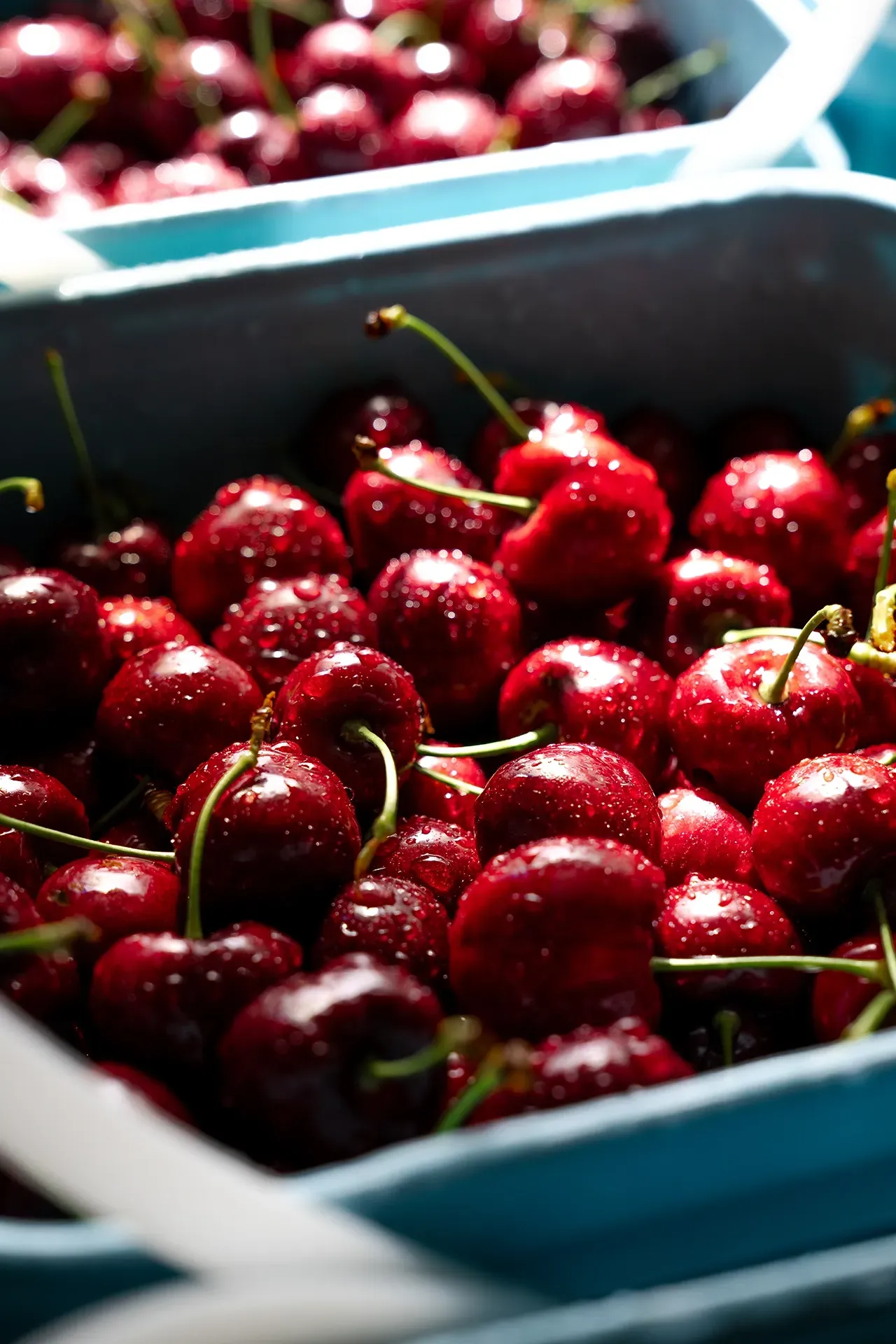 Our premium cherries grow in a tough climate of cold winters, hot summers, and crisp mountain air. Obelisk New Zealand.