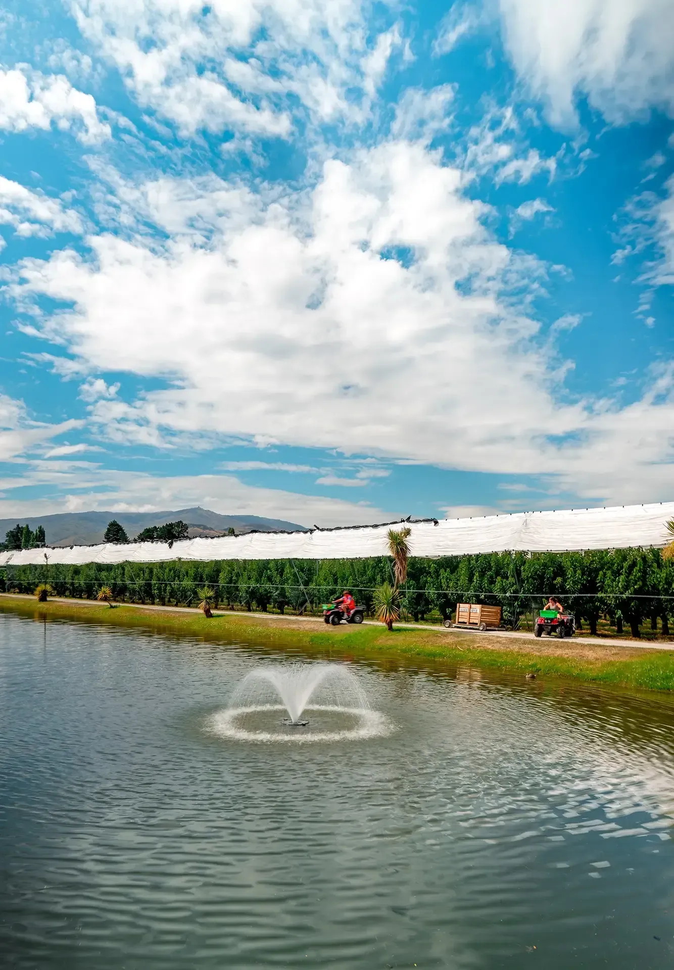 Our Cherry Orchard - Obelisk Ruby Cherry Fortified Wine from Central Otago, New Zealand