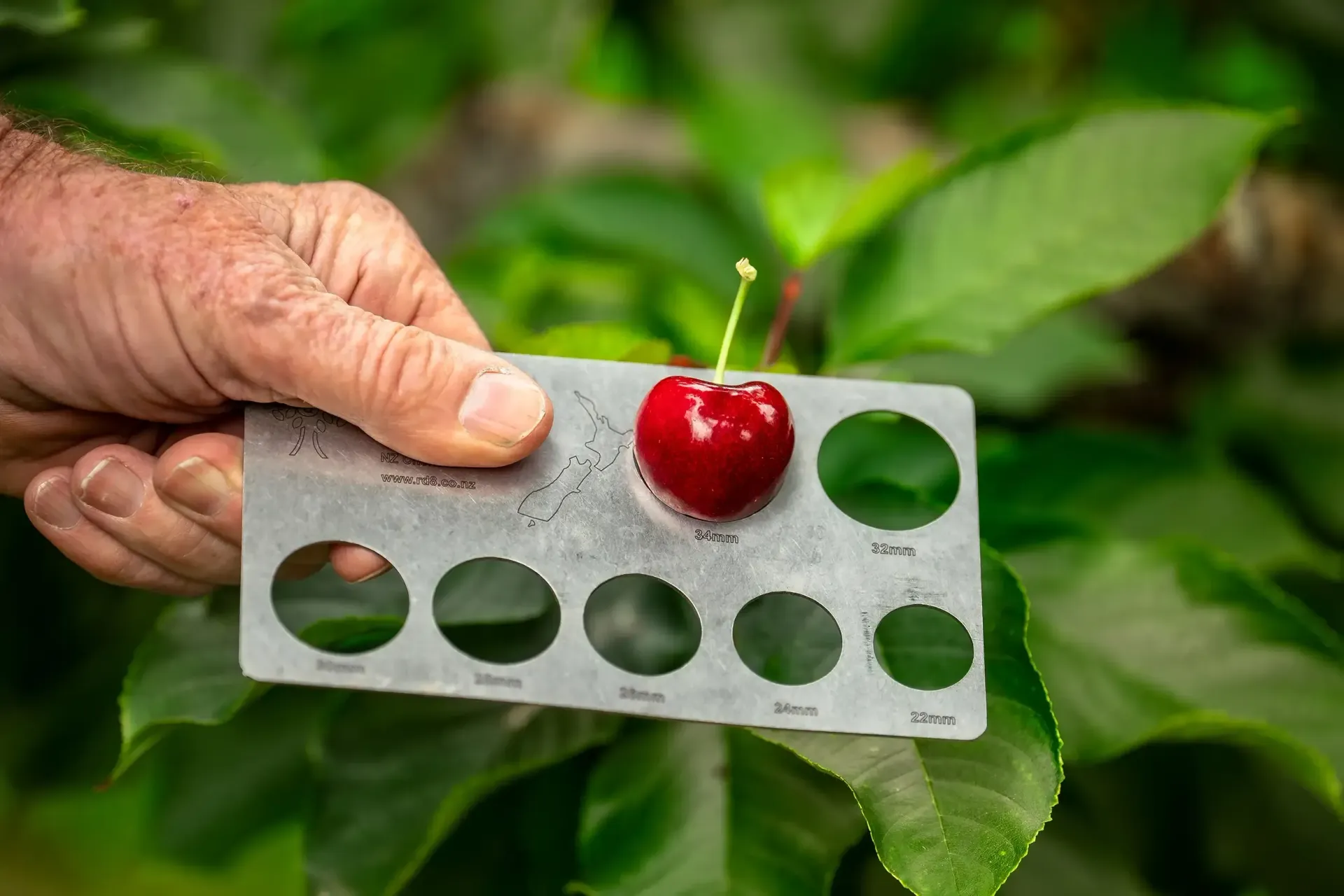 Obelisk Fortified Cherry Wine Our Unique Story
