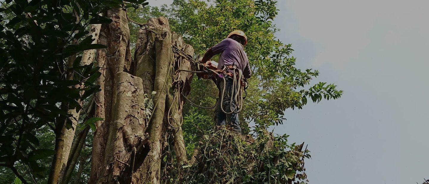 Home Big Branch Tree Service Inc.