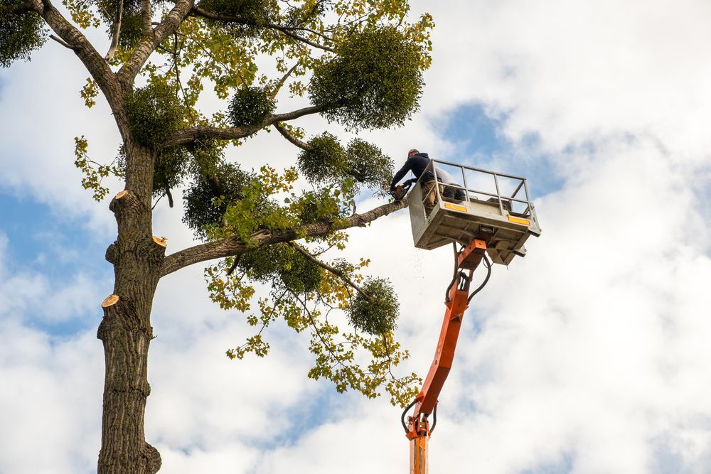 A man is cutting a tree with a crane.