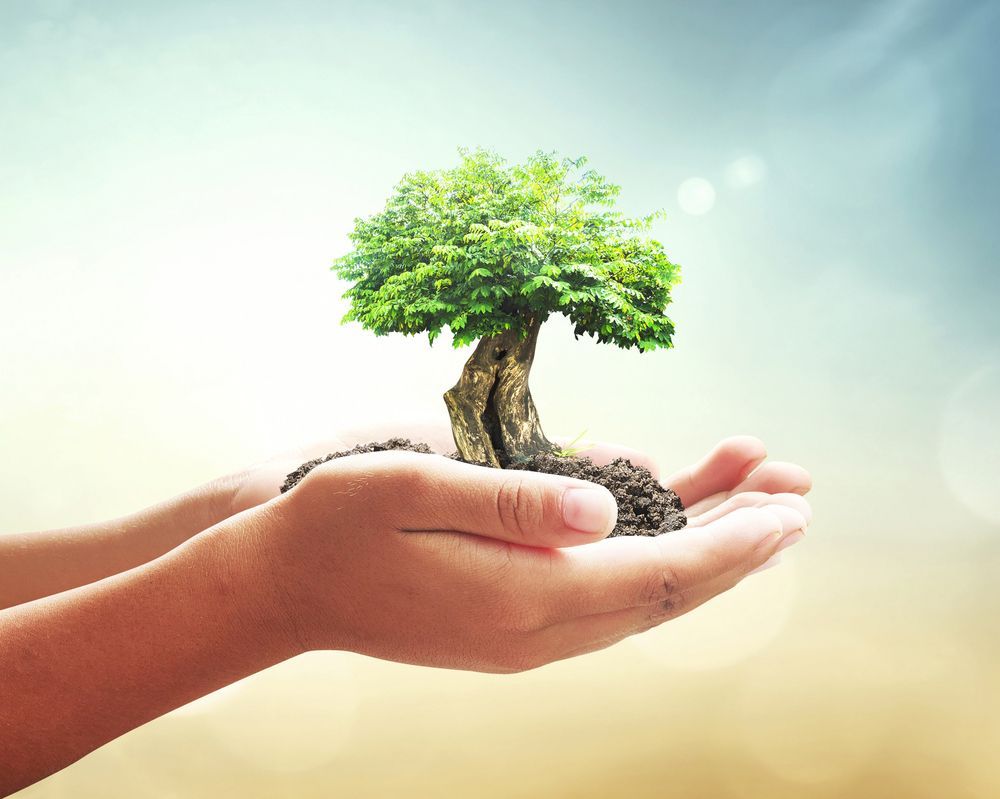 A person is holding a small tree in their hands.