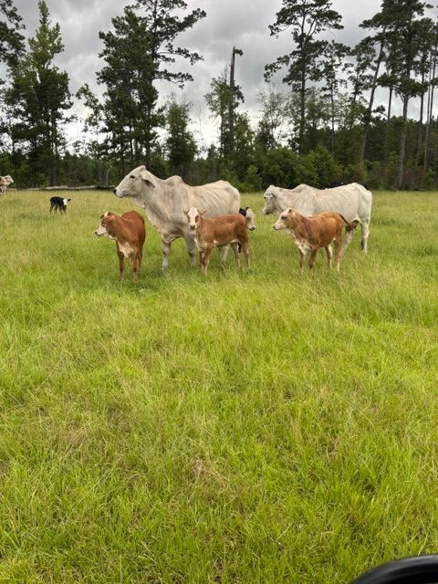 Cattle in a wooden pen under a blue sky.