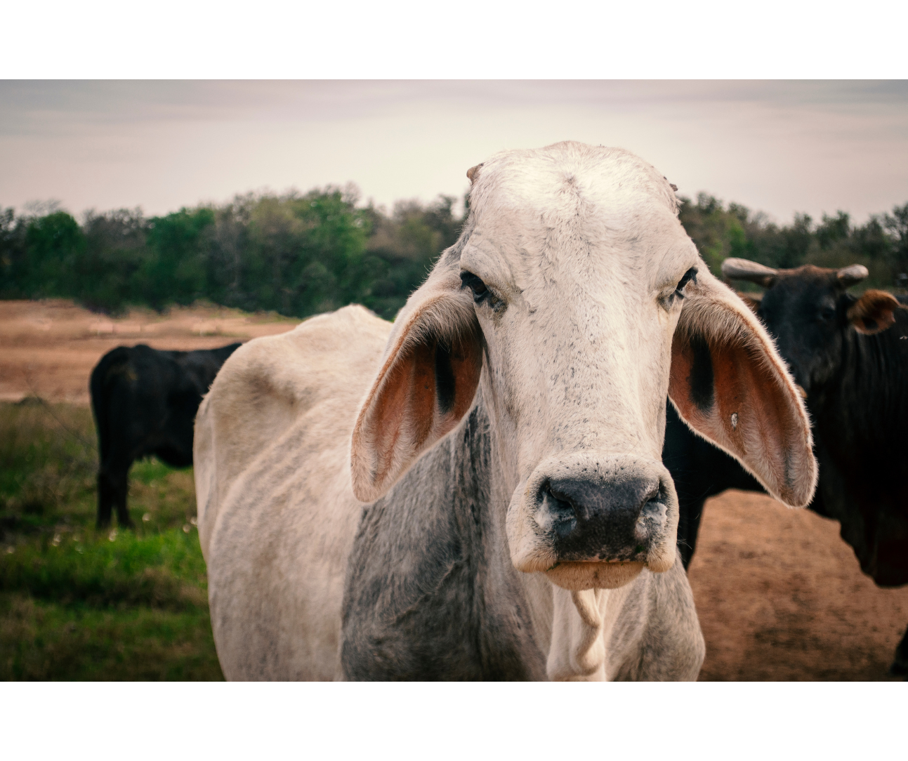 White cow with droopy ears stares at the camera in a field with other cows and trees.
