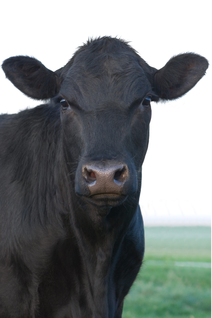 Black cow with a serious expression, standing in a field.