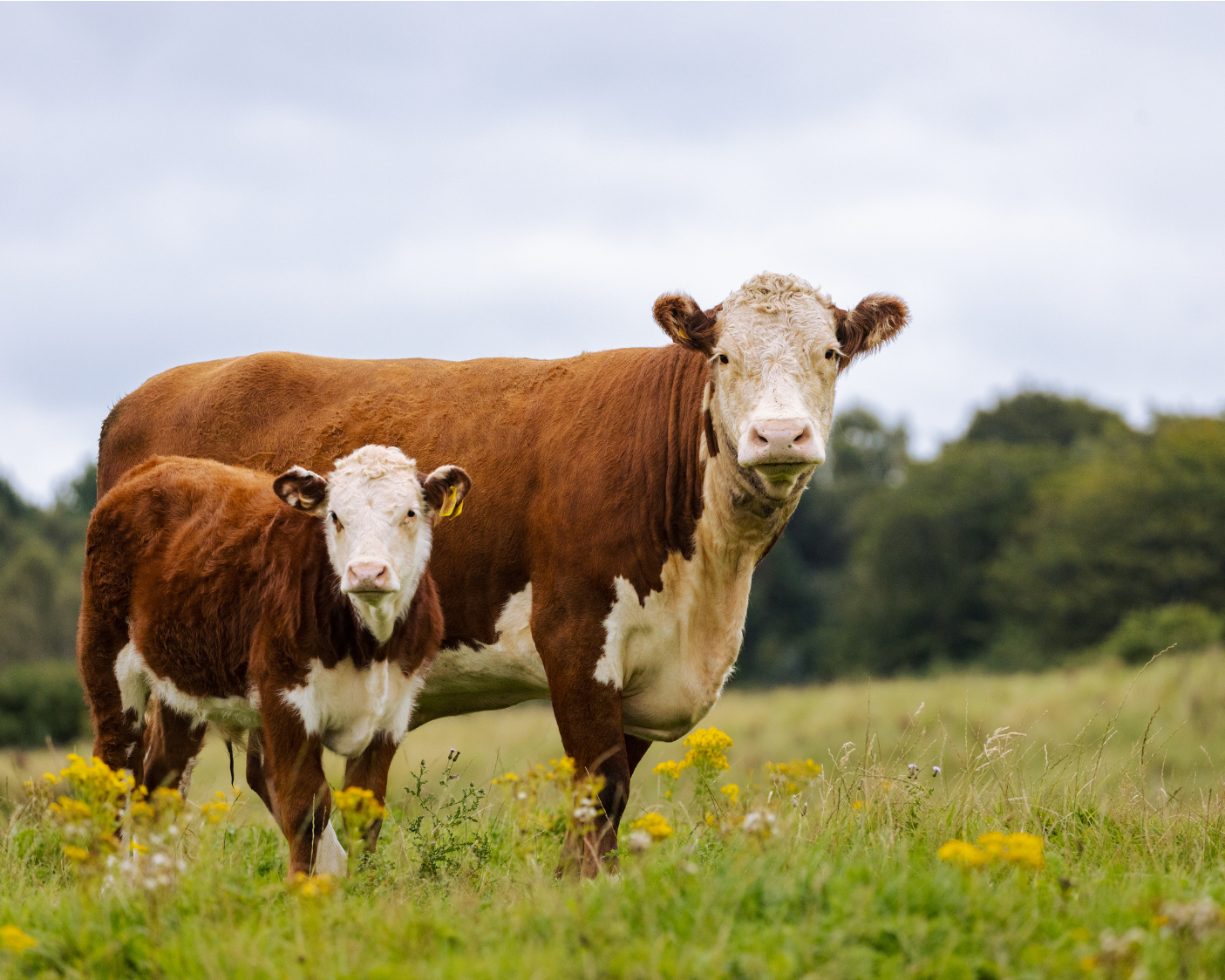 Cow and calf with brown and white markings stand in a green field.