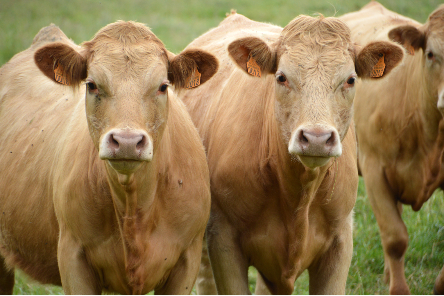Two tan cows looking directly at the camera in a grassy field.
