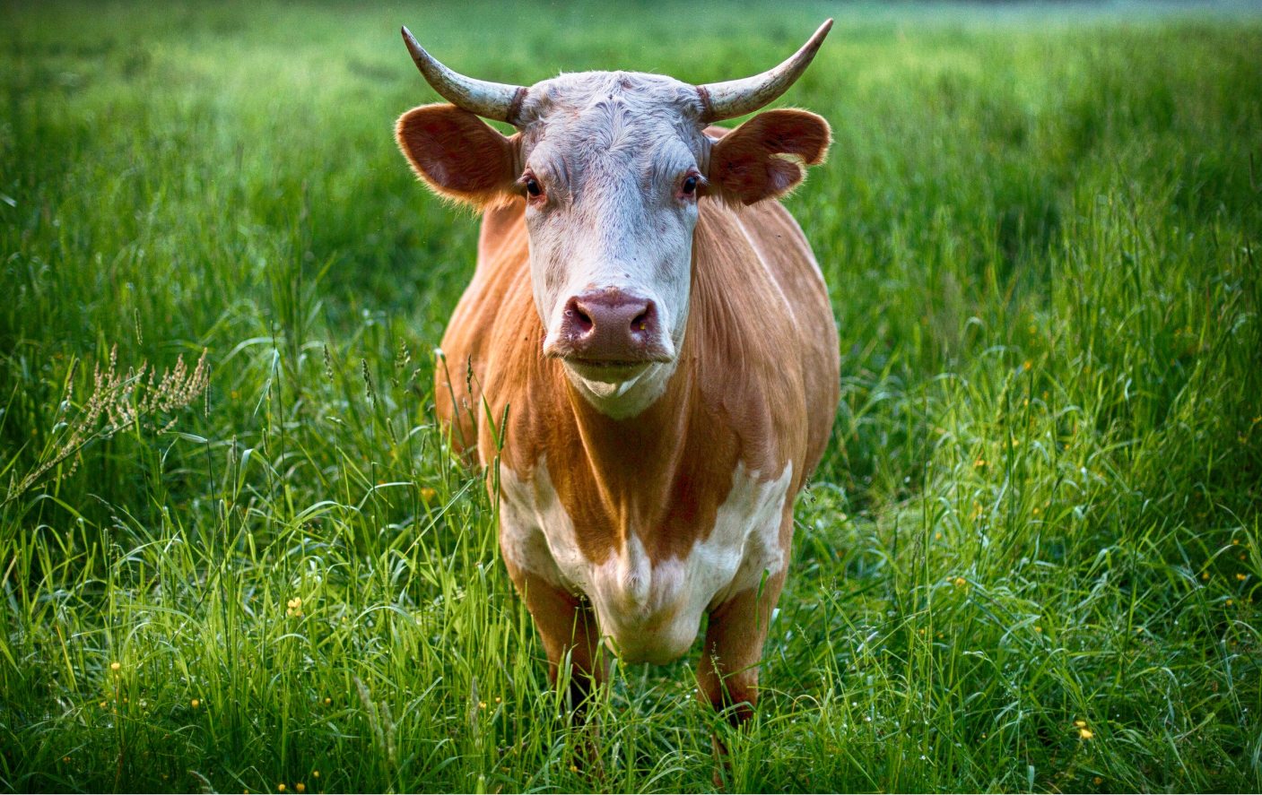 Brown and white cow standing in a field of green grass, looking directly at the camera.