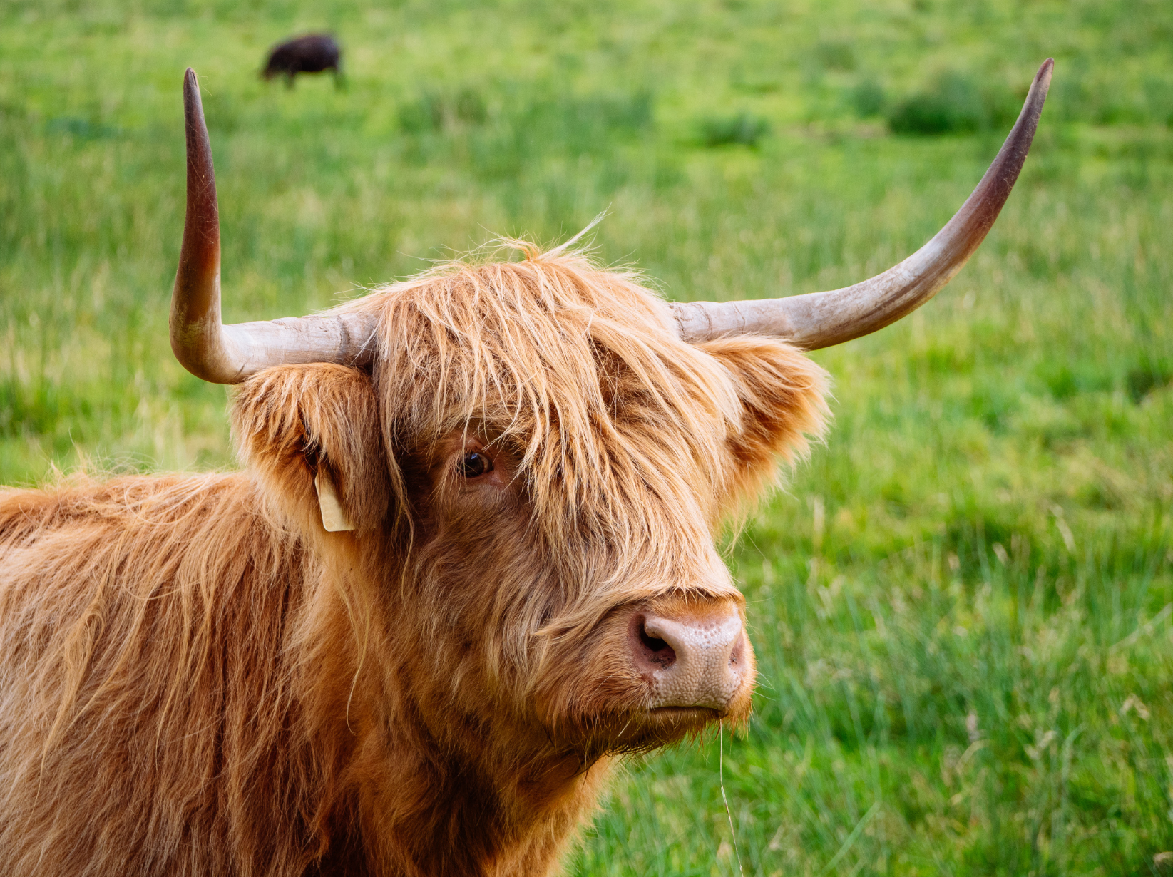 Highland cow with long horns and shaggy brown fur in a green field.